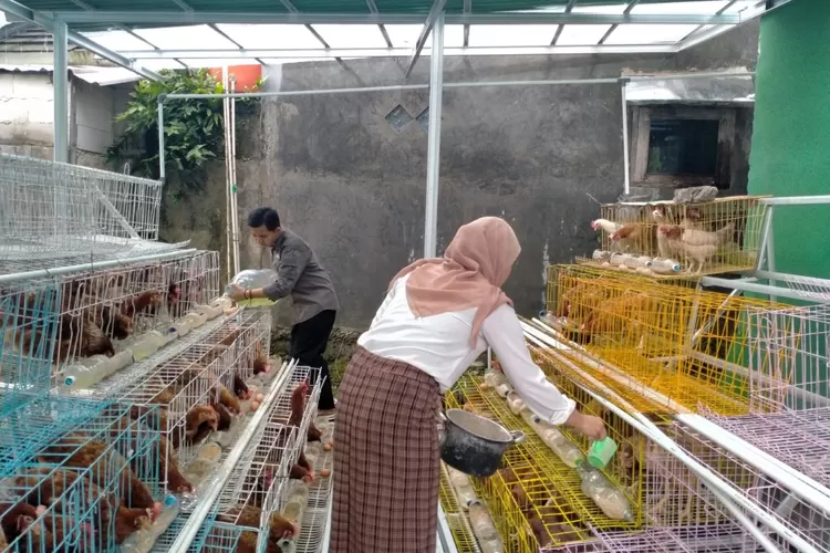 PKBM Bakti Nusa Kabupaten Bogor berinovasi membantu Pemerintah di sektor ketahanan pangan, salah satu dengan budidaya ayam petelur. (Foto: Yoman)