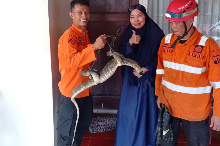 Petugas BPBD Kota Bogor mengevakuasi biawak berukuran 1,2 meter yang masuk ke dalam kamar mandi rumah warga. (Dok BPBD Kota Bogor) 