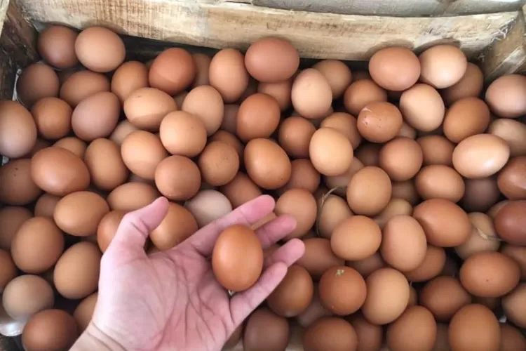 ilustrasi harga telur di Kota Bogor. (dok pribadi)