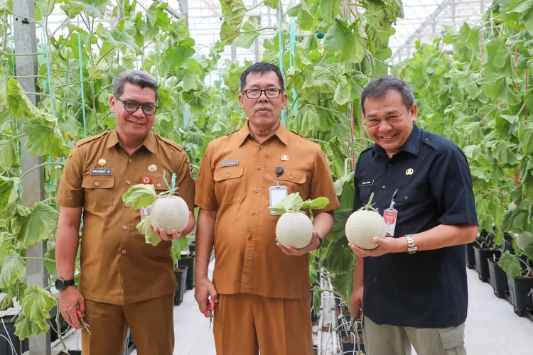 Pj Bupati Purwakarta Benni Irwan saat panen melon. (Diskominfo Purwakarta)