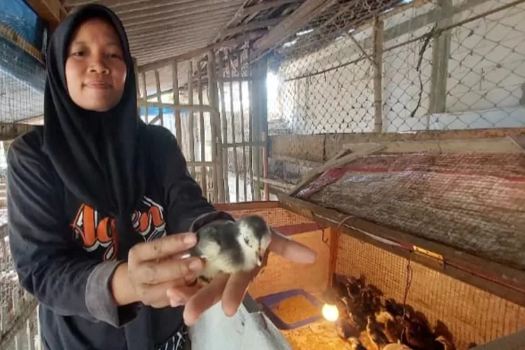 Peternak asal Madiun manfaatkan tepung ayam goreng krispi jadi pakan ayam ternak. (istimewa)