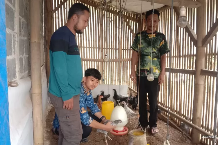 Penerima bantuan ketahanan pangan, Enuh atau biasa dipanggil Tile. Ia sukses mengembangkan ternak ayam bantuan dari pemerintah Desa Tajurhalang, Kecamatan Cijeruk, Kabupaten Bogor. (Anto/Metropolitan )