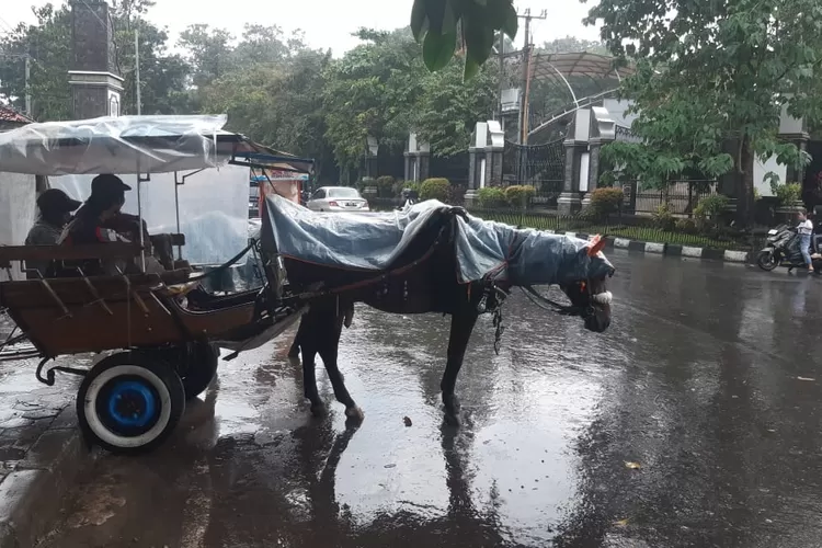 Kuda delman di kawasan Situ Buleud Purwakarta sepi pengunjung saat hujan. (Herman/Metropolitan)