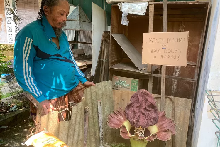 Bunga bangkai tumbuh di halaman rumah warga Kota Bogor. (Rifal/Metropolitan)
