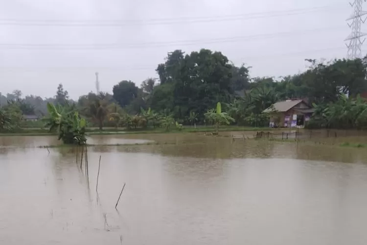 Hujan deras semalam, Sungai Cibeuteung di Desa Babakan meluap, membuat hektaran tambak ternak ikan milik warga terendam banjir ((sir))
