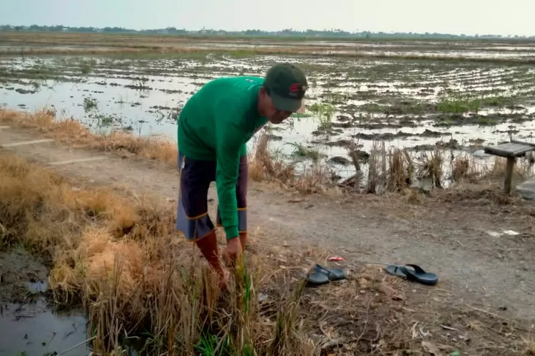 Ratusan hektare sawah di Karawang gagal panen (Samsudin)