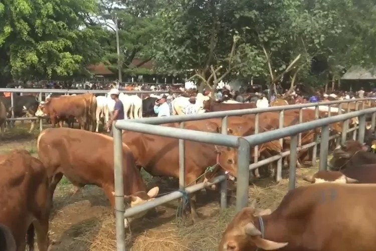 Jelang Idul Adha 2024, pemeriksaan hewan ternak gencar dilakukan petugas Dinas Perikanan dan Peternakan Kabupaten Purwakarta.  (Herman)