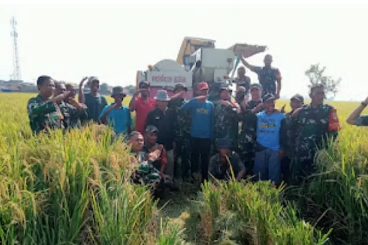 Panen raya padi dilakukan koramil Batujaya dan Kodim Karawang demi ketahanan pangan (Samsudin)