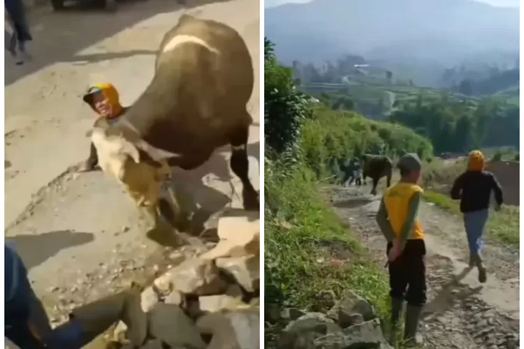 Seekor Sapi Terlepas dan Mengamuk Saat Hendak Disembelih untuk Kurban di Banjarnegara (Tangkapan Layar/ Instagram @andreli_48)