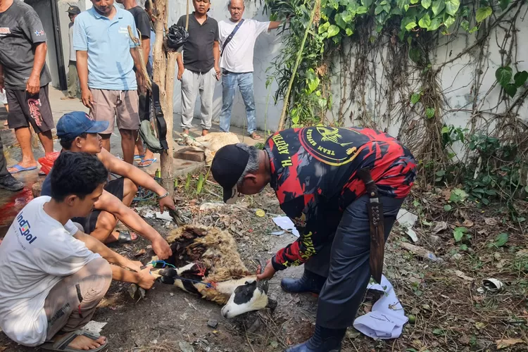 Pemyembelihan Hewan Qurban oleh PWI dan SMSI Karawang (Samsudin)
