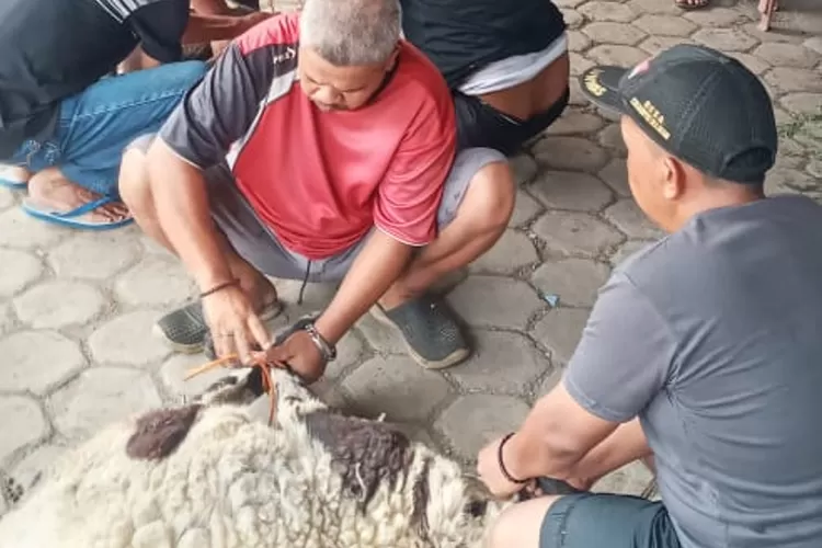 Pada momen Idul Adha, PT Asietaxe dan PT AHM menyalurkan hewan kurban buat warga Desa Cikampek Selatan, Kabupaten Karawang (Samsudin)