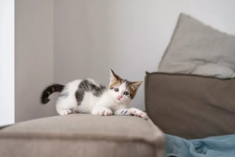 Jakarta bakal memiliki pulau kucing (Freepik)