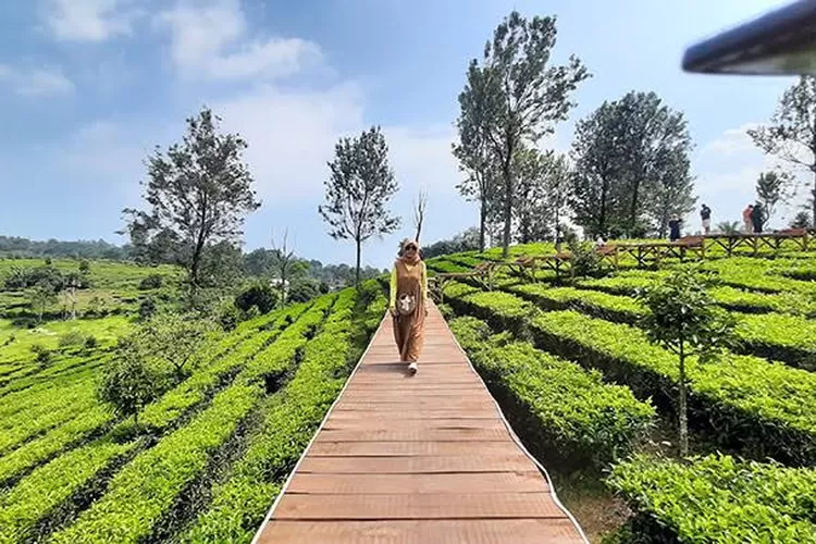 Agrowisata Gunung Mas Puncak menjadi destinasi wisata andalan kawasan Puncak Bogor. 