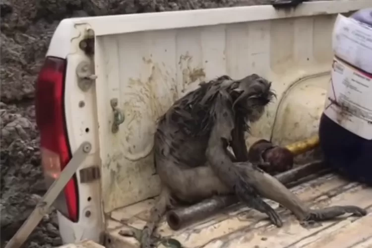 Potret Menyedihkan Seekor Monyet yang Tercebur di Lumpur, Diselamatkan oleh Pekerja Tambang di Kaltim (Tangkapan layar: Instagram @mood.jakarta)