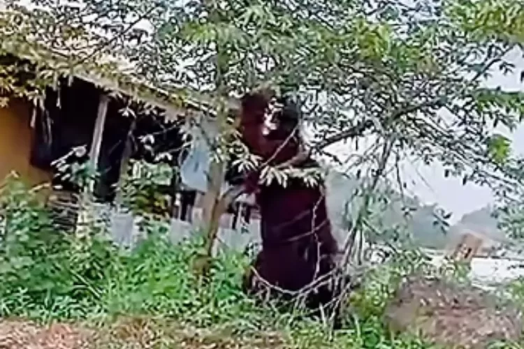 Viral! Seekor Orang Utan Berukuran Hampir Setinggi Rumah Terlihat di tepi Jalan di Kalimantan Timur (Foto: Tangkapan layar Instagram @fakta.indo)