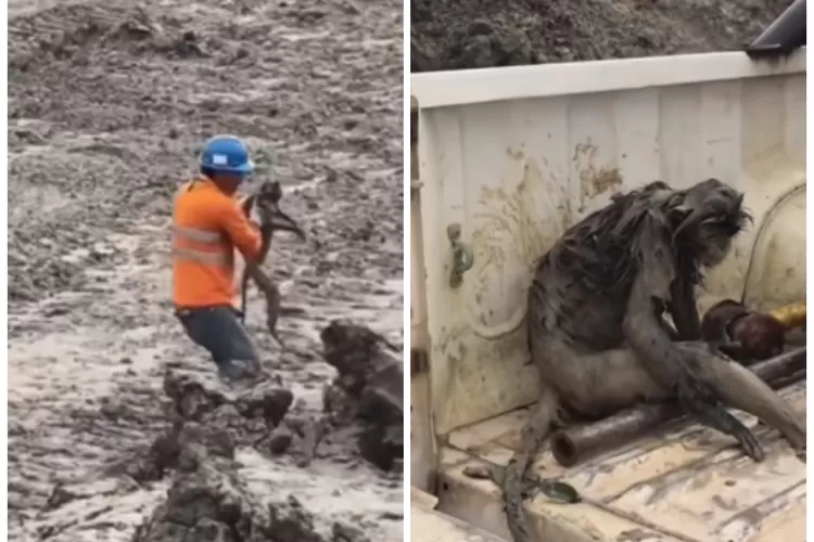 Video Seekor Monyet yang Diselamatkan Petugas Tambang di Kaltim Usai Terjebak di Area Lumpur, Netizen: STOP RUSAK HABITAT MEREKA (Foto: Tangkapan layar Instagram @mood.jakarta)
