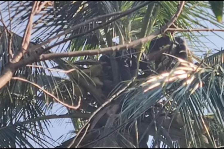 Seorang warga di Desa Ciderum, Kecamatan Caringin, Kabupaten Bogor ditemukan tewas di atas pohon kelapa, Selasa 16 Juli 2024. (Polres Bogor)