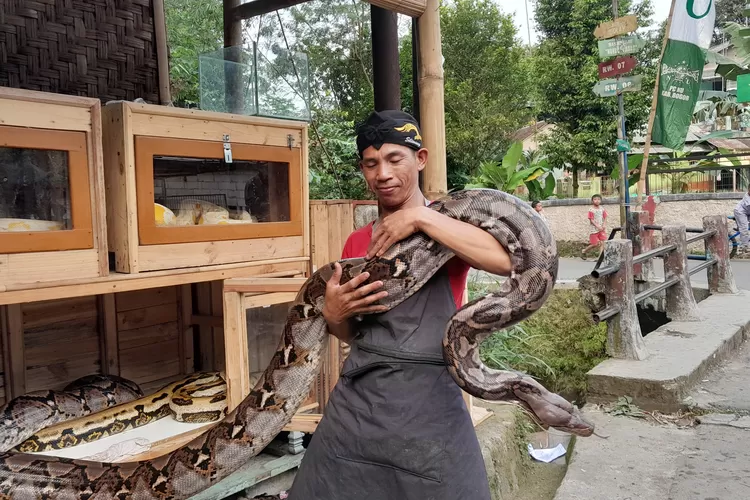 Solihin, warga Caringin yang memelihara ular sejak 13 tahun lalu