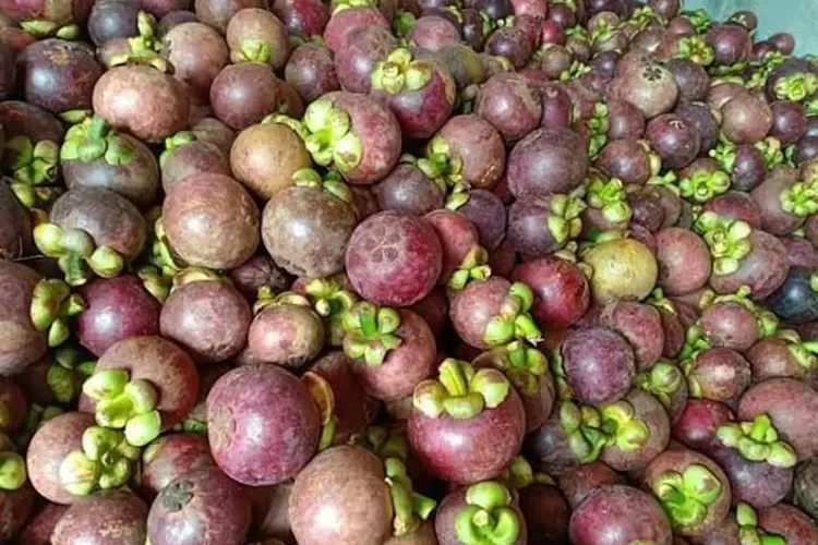 Ilustrasi buah manggis Wanayasa khas Purwakarta. (Istimewa)