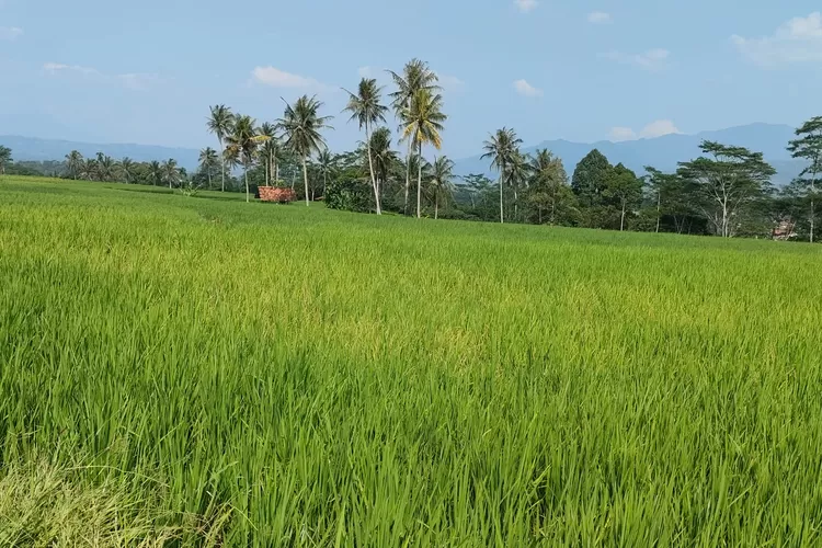 Lahan sawah milik petani di Kelurahan Tegalmunjul, Kecamatan Purwakarta, Kabupaten Purwakarta minim pasokan air. Mereka khawatir padi yang baru ditanam dua bulan lalu itu terancam mati dan gagal panen. (Aik/Metropolitan)