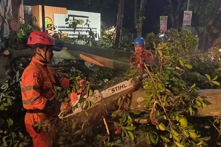 Petugas BPBD Kota Bogor melakukan pemotongan pohon tumbang yang sempat menutup Jalan RE Martadinata Kota Bogor.  (BPBD)