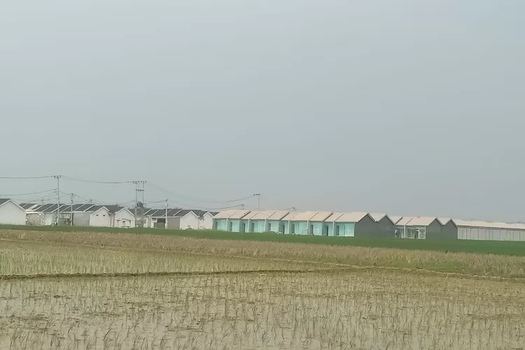 Salah satu wilayah di desa Bengle kecamatan Majalaya kabupaten Karawang, dimana lahan pertanian alih fungsi menjadi perumahan (Herman)