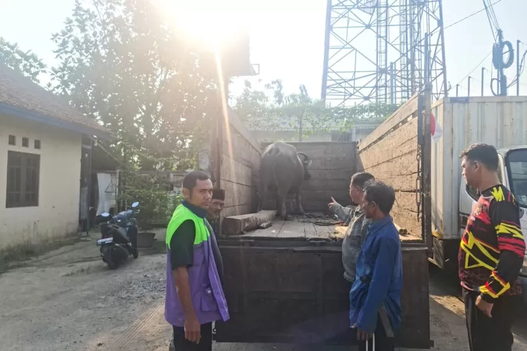 Polisi mengamankan kerbau hasil curian dan truk pengangkut yang terlibat kejar-kejaran. (Polres Bogor)