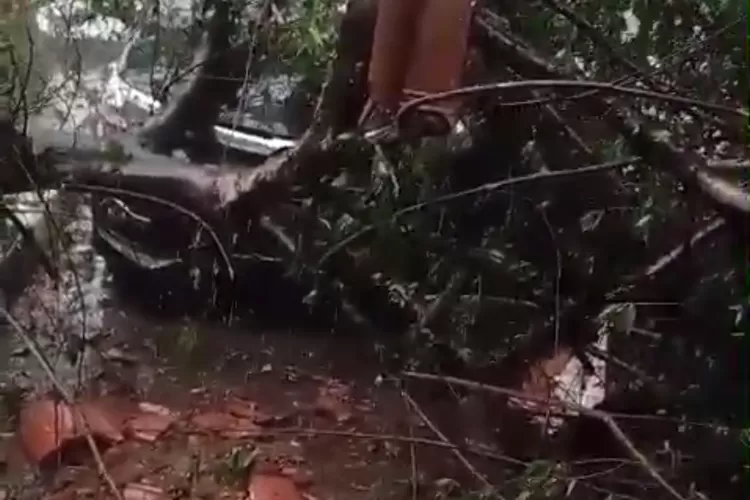 Tangkapan layar pohon tumbang yang menimpa mobil dinas di rumah dinas Camat Leuwiliang, Kabupaten Bogor, Senin, 2 September 2024. (Tangkapan layar)