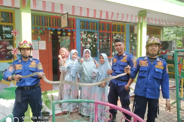 Petugas Damkar Kabupaten Bogor mengevakuasi ular sanca di salah satu TK di Sukahati, Cibinong, Kabupaten Bogor. (Damkar)