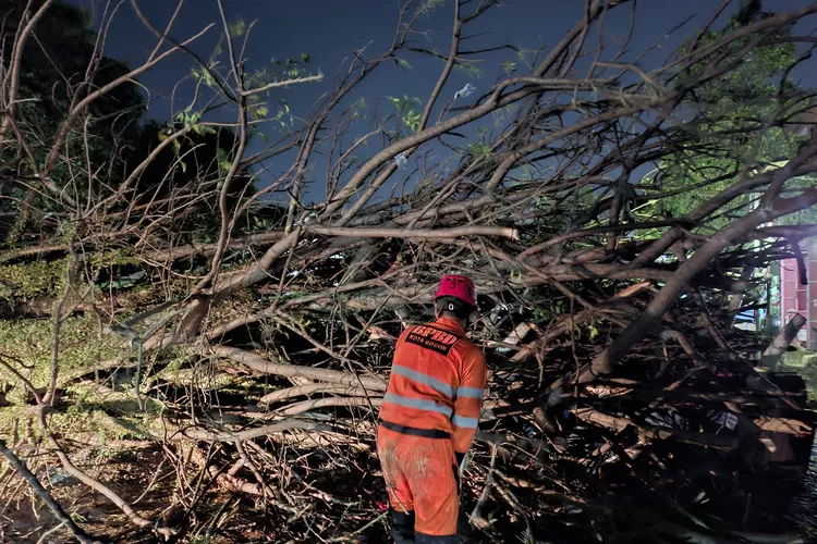 Petugas BPBD Kota Bogor melakukan penanganan pohon tumbang yang menyebabkan 8 orang terluka. (Dok BPBD Kota Bogor) 