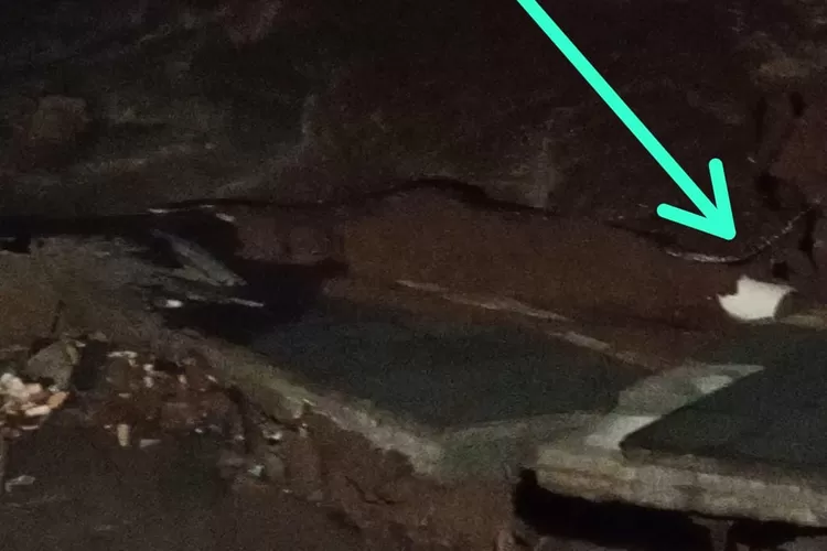 Kemunculan ular sanca di lokasi longsor pedestrian Pakansari, Cibinong, Kabupaten Bogor. (Erwin)