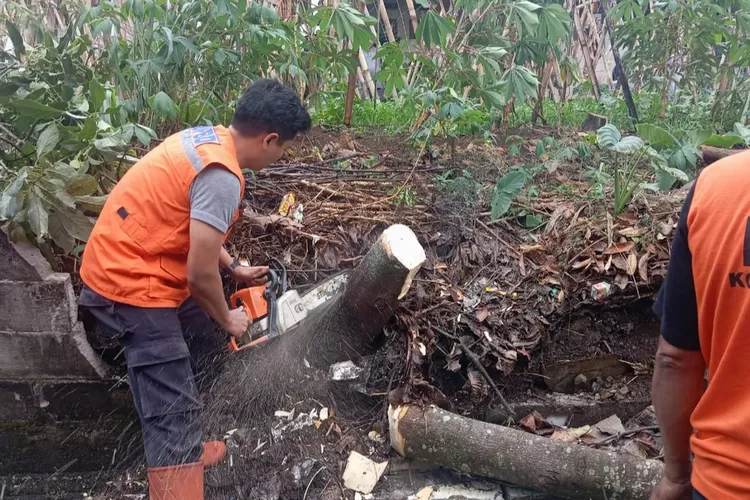 BPBD Kota Sukabumi meminta warga untuk waspada saat cuaca ekstrem karena banyak pohon lapuk rawan tumbang di Kota Sukabumi,  (BPBD)