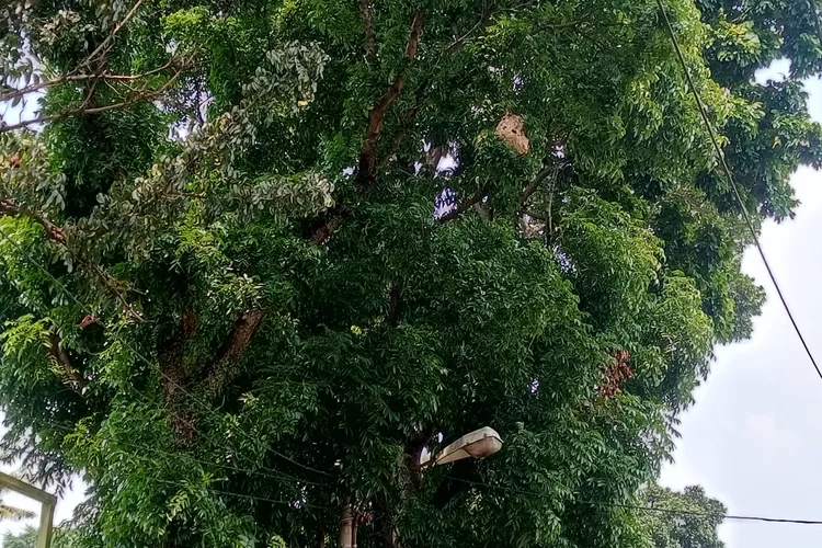 Keberadaan sarang tawon di Cirimekar, Cibinong, Kabupaten Bogor yang meresahkan warga. (Erwin)