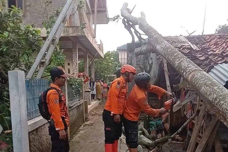 Petugas BPBD Kabupaten Bogor mengevakuasi pohon tumbang yang menimpa rumah warga di Caringin, Kamis, 31 Oktober 2024. (BPBD)