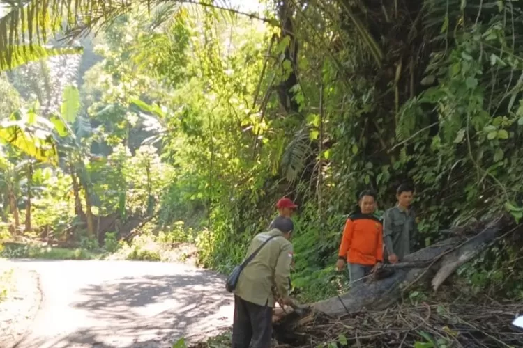 Saat cuaca buruk terjadi di Sukabumi, pohon aren tumbang dan membuat jalan Cibuni Baros lumpuh total selama beberapa jam (Satiri)