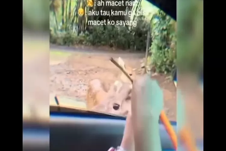 Viral di medsos video yang menarasikn sepasang kekasih menggunakan Patwal karena ogah terjebak macet di Jalur Puncak Bogor. (Tangkapan layar)