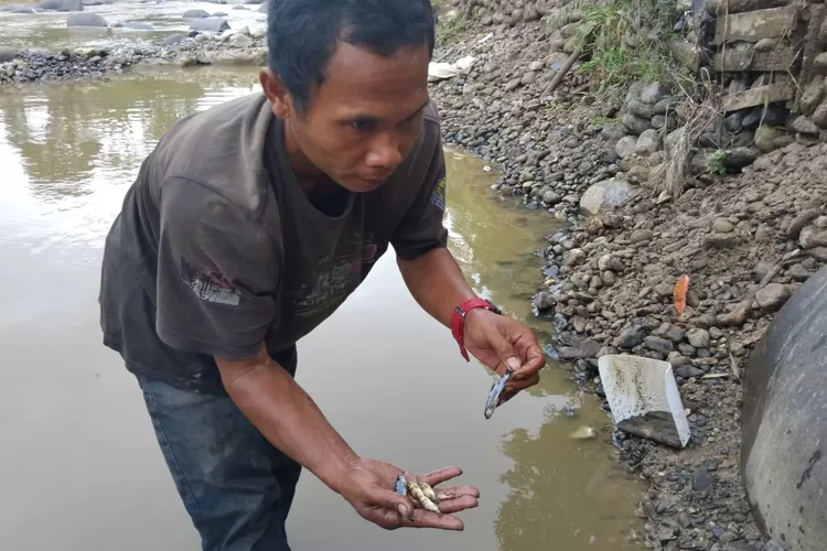 Warga menunjukan kondisi ikan yang mati di Sungai Cikaniki, Nanggung, Kabupaten Bogor yang diduga tercemar limbah sianida tambang emas ilegal. (Ade)