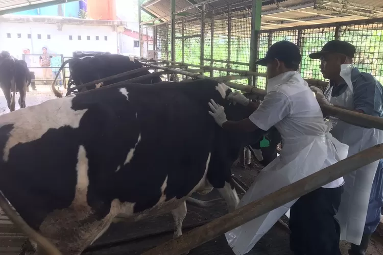 Petugas Diskanak Kabupaten Bogor saat memberikan vaksin untuk hewan ternak mengantisipasi PMK. (Diskominfo)