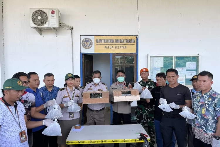 Barantin berhasil menggagalkan seratusan satwa dilindungi berupa reptil di kargo keberangkatan Bandara Mopah. (Dok Barantin)