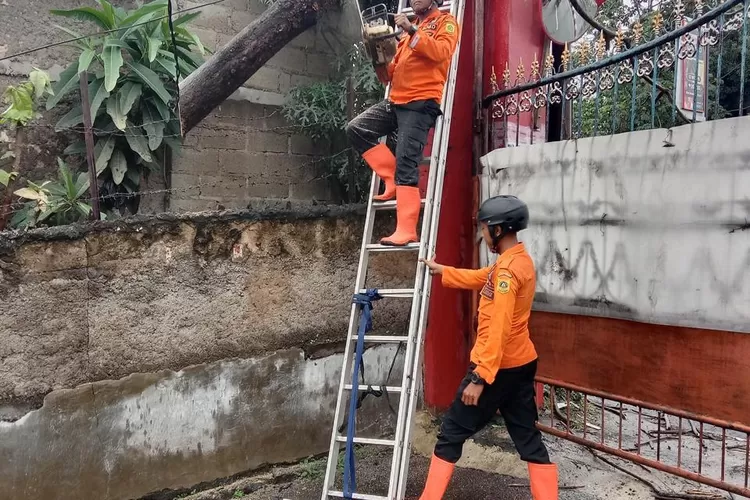 Petugas BPBD Kabupaten Bogor saat evakuasi pohon tumbang di Kampung Padurenan, Kelurahan Pabuaran, Kecamatan Cibinong, Kabupaten Bogor, Selasa, 22 Januari 2025. (BPBD)
