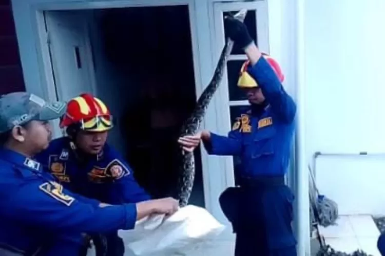 Petugas Rescue Damkar Kabupaten Bogor saat mengevakuasi ular sanca di Desa Bojongbaru, Kecamatan Bojonggede, Kabupaten Bogor. (Damkar Kabupateb Bogor)