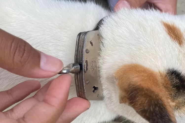 Kucing yang diborgol lehernya oleh pelajar di Citeureup, Kabupaten Bogor. (Damkar Kabupaten Bogor)