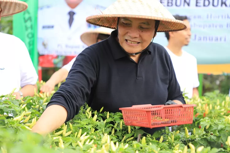 Pj Bupati Bogor Bachril Bakri saat panen cabai di halaman Distanhorbun Kabupaten Bogor, Jumat, 31 Januari 2025. (Diskominfo)