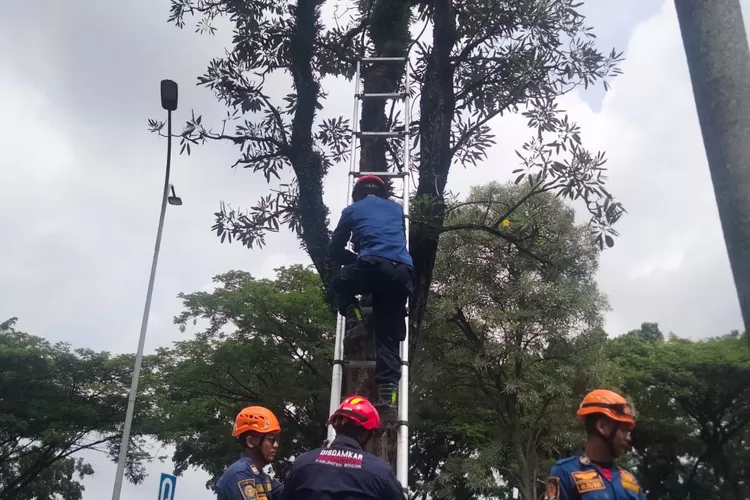 Petugas Damkar Kabupaten Bogor saat evakuasi kucing di atas pohon di Jalan Tegar Beriman, Cibinong, Minggu, 2 Februari 2025. (Damkar)