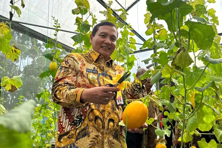 Pj Bupati Bogor Bachril Bakri ikut memanen buah melon saat peluncuran&nbsp;Center of Excellence Makan Bergizi Gratis di IPB University, Dramaga, Kabupaten Bogor, Selasa, 11 Februari 2025. (Diskominfo)