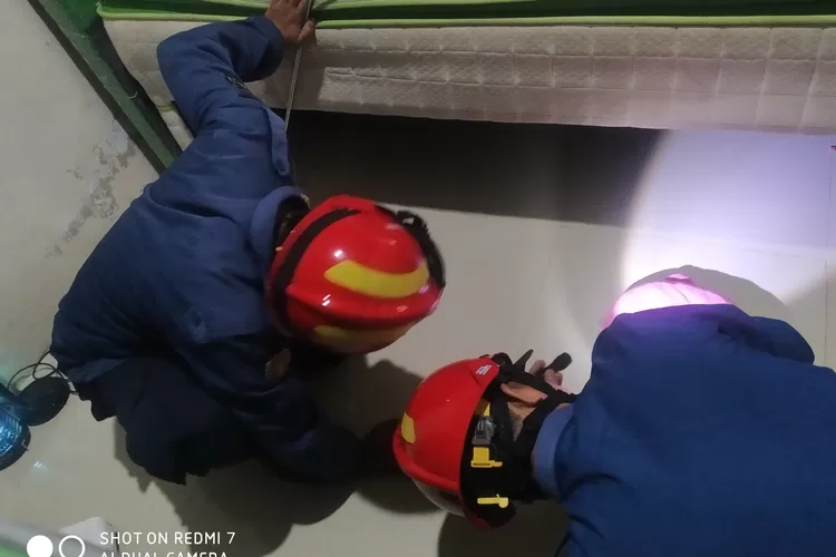 Petugas Damkar Kabupaten Bogor saat mengevakuasi ular di Perumahan Mutiara Citayam, Kecamatan Bojonggede, Kabupaten Bogor, Jumat, 14 Februari 2025. (Damkar)