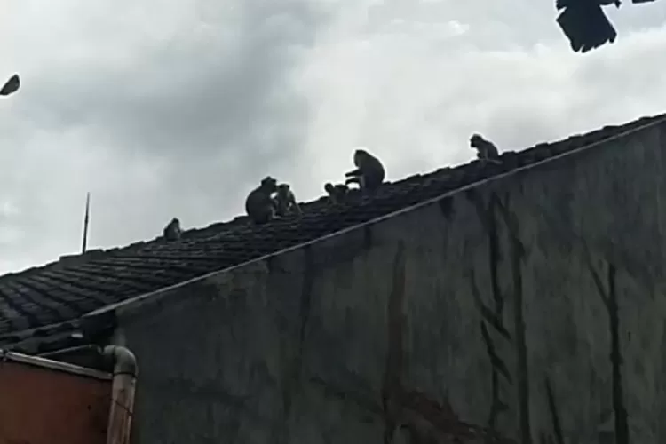 Monyet liar turun ke pemukiman warga Desa Sinarsari, Kecamatan Dramaga, Kabupaten Bogor, Selasa, 18 Februari 2025. (Ade)