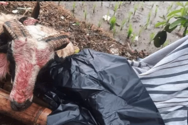 Menjelang datangnya bulan suci Ramadan, Kota Sukabumi dihantui maraknya para pencuri hewan ternak yang kini berkeliaran (ist)