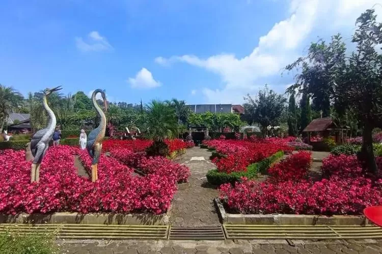 Salah satu rekomendasi tempat wisata untuk Liburan romantis bersama pasangan yaitu Kebun Begonia Lembang. (traveloka.com)