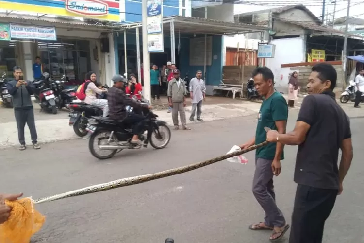 Warga di Jalan Sagaranten Kabupaten Sukabumi digegerkan dengan kemunculan ular piton berukuran besar di pusat keramaian (ist)